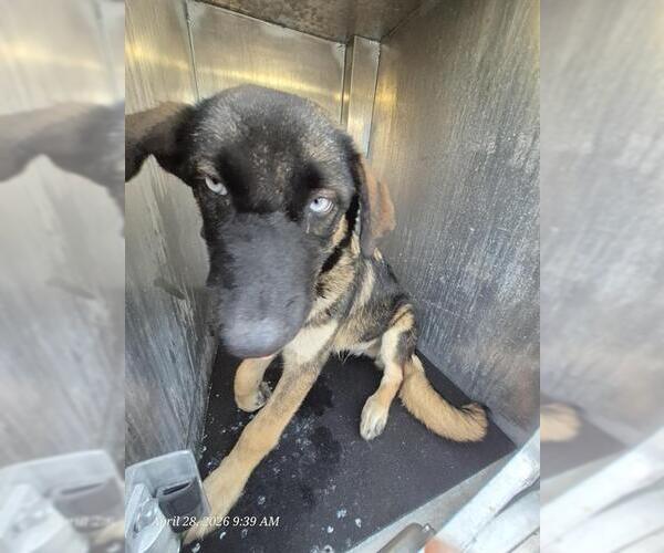 Medium Photo #1 German Shepherd Dog-Unknown Mix Puppy For Sale in San Antonio, TX, USA