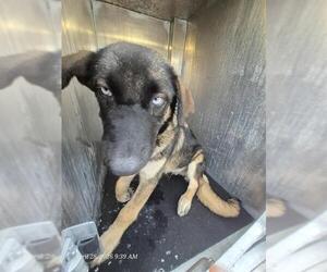 German Shepherd Dog-Unknown Mix Dogs for adoption in San Antonio, TX, USA