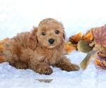 Small Photo #2 Cavapoo Puppy For Sale in SHILOH, OH, USA