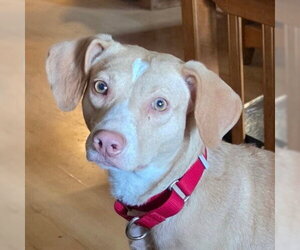 Mutt Dogs for adoption in Canton, CT, USA