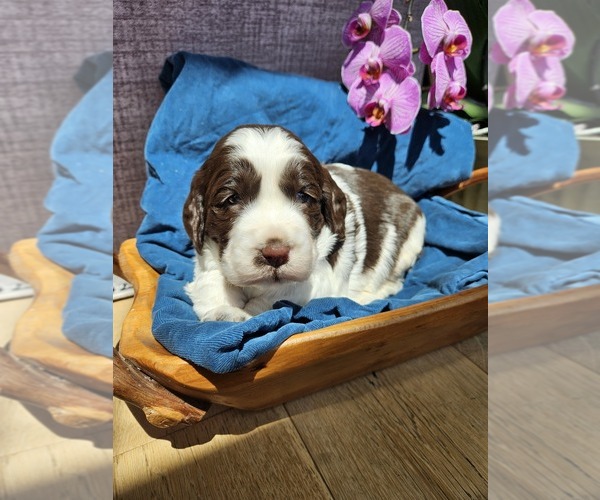 Medium Photo #13 English Springer Spaniel Puppy For Sale in WOOSTER, OH, USA
