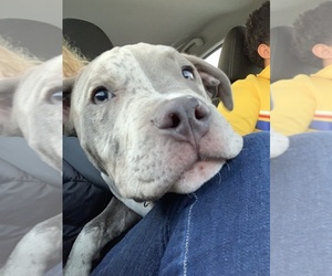 American Bully Puppy for sale in HUNTINGTON, WV, USA