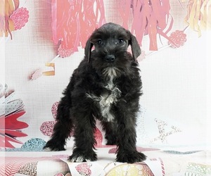 Schnauzer (Miniature) Puppy for sale in WARSAW, IN, USA