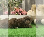 Small #3 Havanese