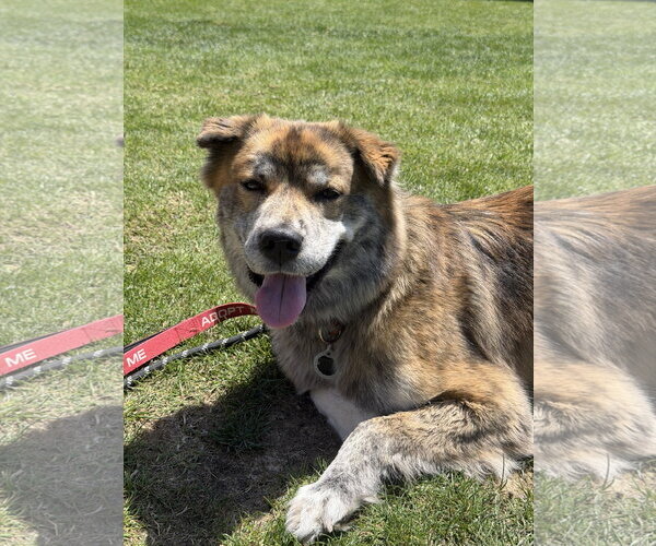 Medium Photo #4 Akita-Australian Shepherd Mix Puppy For Sale in Lake Elsinore, CA, USA