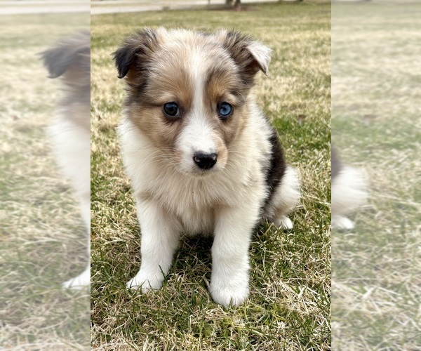 Medium Photo #1 Miniature Australian Shepherd Puppy For Sale in FAIR HAVEN, MI, USA