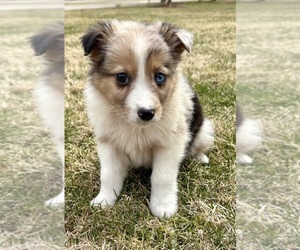 Miniature Australian Shepherd Puppy for Sale in FAIR HAVEN, Michigan USA