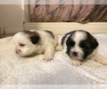 Small Photo #2 Shih Tzu Puppy For Sale in ARDEN, NC, USA