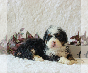 Bernedoodle-Poodle (Miniature) Mix Puppy for sale in NARVON, PA, USA