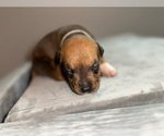 Small #1 American Bully