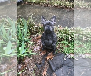French Bulldog Puppy for sale in FAIRBURN, GA, USA