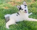 Small Photo #1 Pomsky Puppy For Sale in RAYMOND, WA, USA