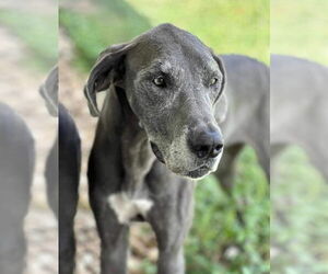 Great Dane Dogs for adoption in Bullard, TX, USA