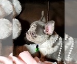 Small Photo #5 French Bulldog Puppy For Sale in BOSTON, KY, USA