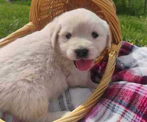English Cream Golden Retriever Puppy for sale in EVERETT, WA, USA