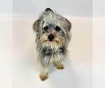 Small Photo #6 Chihuahua-Unknown Mix Puppy For Sale in Kennesaw, GA, USA