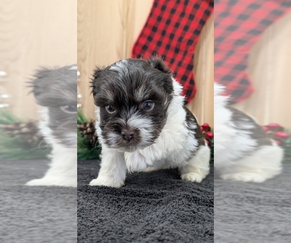 Medium Photo #14 Havanese Puppy For Sale in GOSHEN, IN, USA