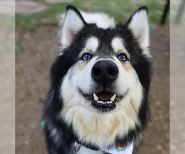 Medium Photo #1 Alaskan Malamute-Unknown Mix Puppy For Sale in San Antonio, TX, USA