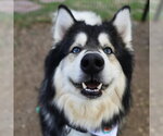 Small Alaskan Malamute Mix