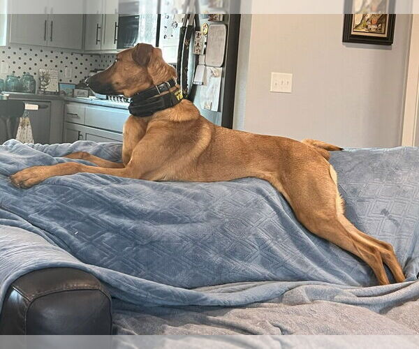 Medium Photo #8 Doberman Pinscher-Unknown Mix Puppy For Sale in Imlay City, MI, USA
