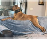 Small #7 Doberman Pinscher Mix