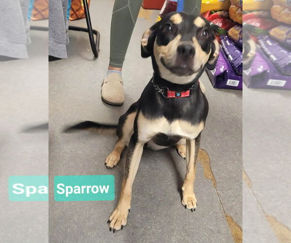 Medium Photo #2 Doberman Pinscher-German Pinscher Mix Puppy For Sale in Richmond, IN, USA