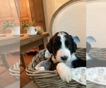 Small Photo #8 Sheepadoodle Puppy For Sale in BURLINGTON, KY, USA