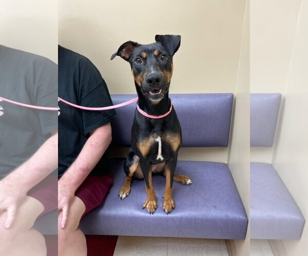 Medium Photo #7 Doberman Pinscher-Unknown Mix Puppy For Sale in Minneaoplis, MN, USA