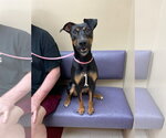 Small #6 Doberman Pinscher Mix