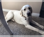 Small Photo #1 Labrador Retriever Puppy For Sale in OCALA, FL, USA