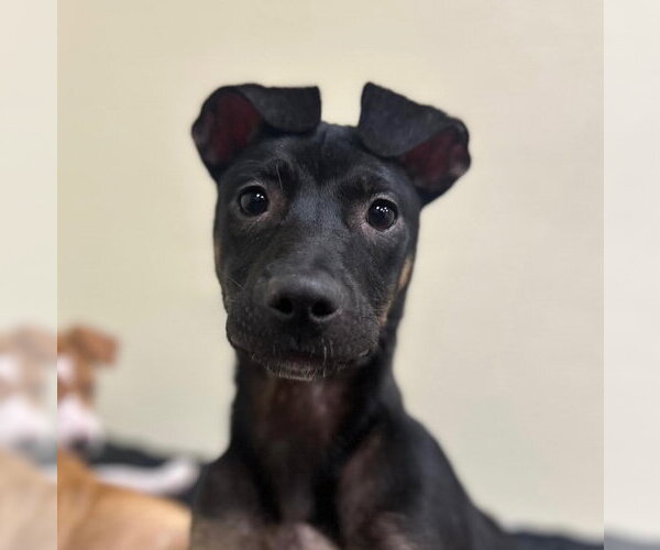 Medium Photo #5 Beagle-Unknown Mix Puppy For Sale in Jefferson, NJ, USA