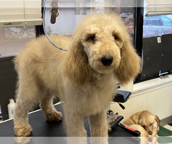 Medium Photo #5 Poodle (Standard) Puppy For Sale in WILSONVILLE, OR, USA