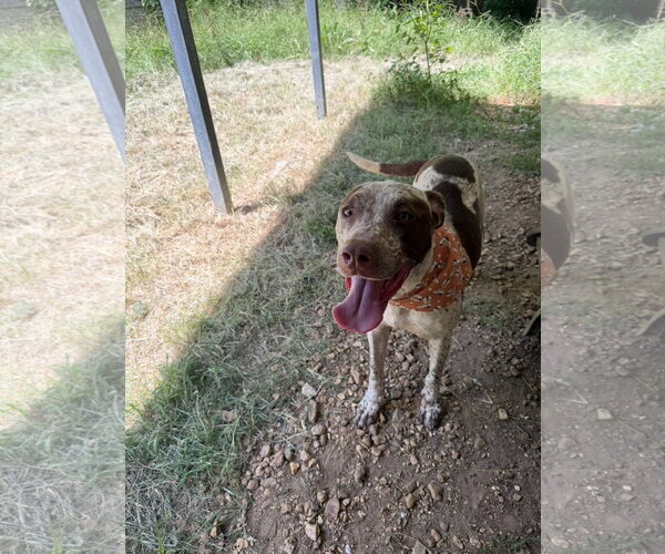 Medium Photo #3 Red Heeler-Unknown Mix Puppy For Sale in Jackson, MS, USA