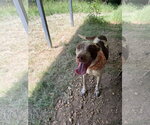 Small #2 Red Heeler Mix