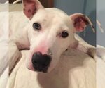 Small #10 American Pit Bull Terrier Mix