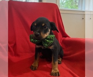 Rottweiler Puppy for sale in HOMOSASSA, FL, USA
