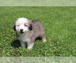 Aussie-Poo Puppy for sale in SHILOH, OH, USA
