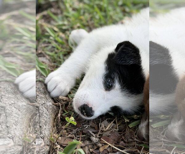 Medium Photo #3 Labrador Retriever-Unknown Mix Puppy For Sale in Royal Palm Beach, FL, USA