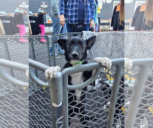 Ruth - Female Mutt Dog for Adoption - Photo #3