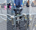 Small Photo #3 Mutt Puppy For Sale in New London, WI, USA