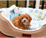 Small #1 Cavapoo (Miniature)