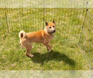 Shiba Inu Puppy for sale in MILLERSBURG, IN, USA