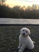 Small Photo #3 Goldendoodle Puppy For Sale in VACAVILLE, CA, USA