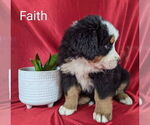 Small #1 Bernese Mountain Dog