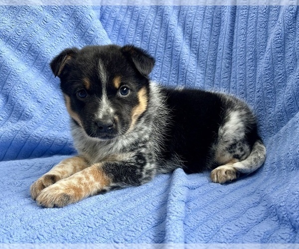 Medium Photo #6 Australian Shepherd Puppy For Sale in FAIR HAVEN, MI, USA