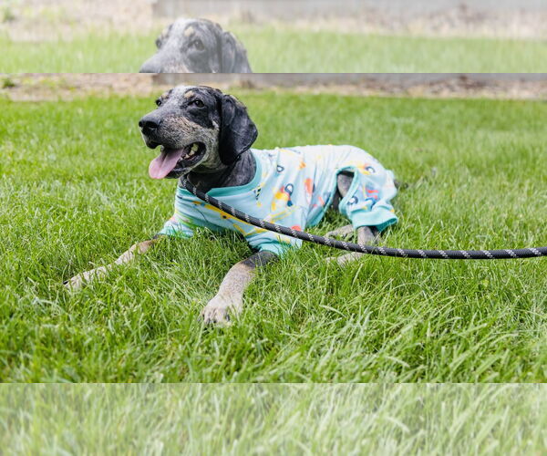 Medium Photo #21 Bluetick Coonhound-Unknown Mix Puppy For Sale in Princeton, MN, USA