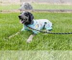 Small #20 Bluetick Coonhound Mix
