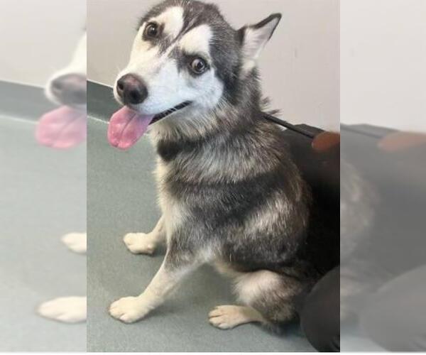 Medium Photo #1 Siberian Husky Puppy For Sale in Baytown, TX, USA