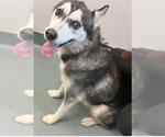 Small Siberian Husky