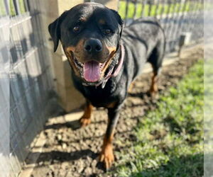 Rottweiler Dogs for adoption in Riverside, CA, USA